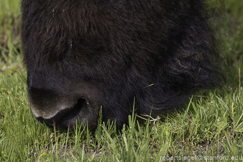 bison